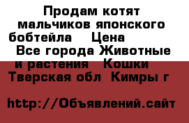Продам котят мальчиков японского бобтейла. › Цена ­ 30 000 - Все города Животные и растения » Кошки   . Тверская обл.,Кимры г.